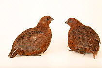 Two Tennessee red quails (Colinus virginianus), a color mutation of the Bobwhite quail, sitting, portrait, Redmon Aviaries. Captive.