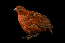 Tennessee red quail (Colinus virginianus), a color mutation of the Bobwhite quail, portrait, Redmon Aviaries. Captive.