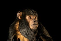Black howler monkey (Alouatta caraya) male, head and shoulders portrait, John Ball Zoo. Captive, occurs in South America.