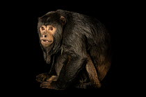 Black howler monkey (Alouatta caraya) male, portrait, John Ball Zoo. Captive, occurs in South America.