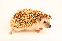 African pygmy hedgehog (Atelerix albiventris) portrait, John Ball Zoo. Captive, occurs in Central and Eastern Africa.
