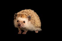 African pygmy hedgehog (Atelerix albiventris) portrait, John Ball Zoo. Captive, occurs in Central and Eastern Africa.