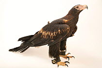 Wedge-tailed eagle (Aquila audax) male, aged 34 years, portrait, World Bird Sanctuary. Captive, occurs in Australia.