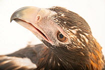 Wedge-tailed eagle (Aquila audax) male, aged 34 years, head portrait, World Bird Sanctuary. Captive, occurs in Australia.