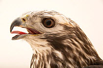 Harlan's hawk (Buteo jamaicensis harlani) light colour phase, head portrait with mouth open, showing tongue, World Bird Sanctuary. Captive, occurs in North America.