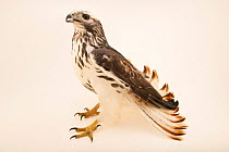 Harlan's hawk (Buteo jamaicensis harlani) light colour phase, portrait, World Bird Sanctuary. Captive, occurs in North America.
