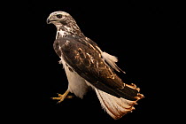 Harlan's hawk (Buteo jamaicensis harlani) light colour phase, portrait, World Bird Sanctuary. Captive, occurs in North America.