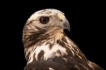 Harlan's hawk (Buteo jamaicensis harlani) light colour phase, head portrait, World Bird Sanctuary. Captive, occurs in North America.