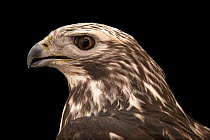 Harlan's hawk (Buteo jamaicensis harlani) light colour phase, head portrait, World Bird Sanctuary. Captive, occurs in North America.