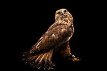 Rough-legged hawk (Buteo lagopus) portrait, this bird is blind in one eye, World Bird Sanctuary. Captive.