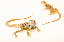 Pair of Chihuahua collared lizards (Crotaphytus collaris melanomaculatus), male on left, portrait, Omaha Henry Doorly Zoo and Aquarium. Captive.