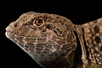 Chihuahua collared lizard (Crotaphytus collaris melanomaculatus) male, head portrait, Omaha Henry Doorly Zoo and Aquarium. Captive.