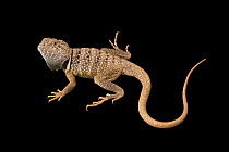 Chihuahua collared lizard (Crotaphytus collaris melanomaculatus) male, portrait, Omaha Henry Doorly Zoo and Aquarium. Captive.
