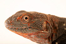 Campeche spiny-tailed iguana (Cachryx alfredschmidti) head portrait, Omaha Henry Doorly Zoo and Aquarium. Captive, occurs in Mexico and Guatemala.