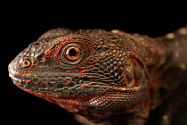Campeche spiny-tailed iguana (Cachryx alfredschmidti) head portrait, Omaha Henry Doorly Zoo and Aquarium. Captive, occurs in Mexico and Guatemala.