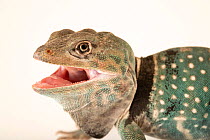 Dickerson's collared lizard (Crotaphytus dickersonae) with mouth open, head portrait, Omaha Henry Doorly Zoo and Aquarium. Captive, occurs in Mexico.