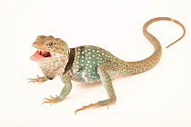 Dickerson's collared lizard (Crotaphytus dickersonae) with mouth open, portrait, Omaha Henry Doorly Zoo and Aquarium. Captive, occurs in Mexico.