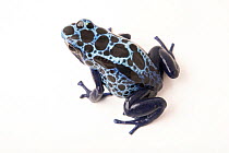 Blue dyeing poison arrow frog (Dendrobates tinctorius sipaliwini) portrait, Omaha Henry Doorly Zoo and Aquarium. Captive, occurs in South America.