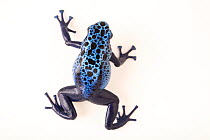 148+ dyeing dart frog photos and videos available for editorial and  commercial licensing and download