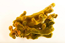 Green velvet finger sponge (Terpios zeteki) on white background, Gulf Specimen Marine Lab and Aquarium.