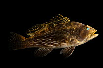 Black sea bass (Centropristis melana) portrait, Gulf Specimen Marine Lab and Aquarium. Captive, from the Gulf of Mexico population.