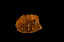 Smooth trunkfish (Lactophrys triqueter) portrait, Gulf Specimen Marine Lab and Aquarium. Captive.