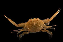 Iridescent swimming crab (Portunus gibbesii) dorsal view, Gulf Specimen Marine Lab and Aquarium. Captive.