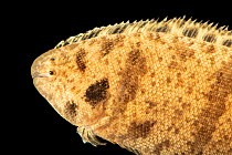 Black-cheeked tongue fish (Symphurus plagiusa) head portrait, Gulf Specimen Marine Lab and Aquarium. Captive.