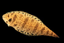 Black-cheeked tongue fish (Symphurus plagiusa) portrait, Gulf Specimen Marine Lab and Aquarium. Captive.