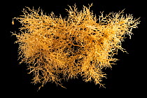 Wool bryozoan (Amathia convoluta) on black background, Gulf Specimen Marine Lab and Aquarium.