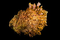 Digitate thorny oyster (Spondylus ictericus) on black background, Gulf Specimen Marine Lab and Aquarium.