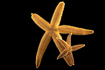 Two Gray sand stars, showing varying color morphs. (Luidia lawrencei) the larger, solid colored starfish on the left and (Luidia clatherata) the smaller starfish with lines, on black background, Gulf...