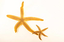 Two Gray sand stars, showing varying color morphs. (Luidia lawrencei) the larger, solid colored starfish on the left and (Luidia clatherata) the smaller starfish with lines, on white background, Gulf...