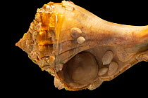 Group of Eastern white slippersnails (Crepidula plana) inside shell of Lightning whelk (Busycon contrarium), Gulf Specimen Marine Lab  and Aquarium.