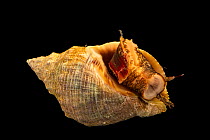 Rock snail (Thais haemastoma floridana) ventral view, body an shell, Gulf Specimen Marine Lab and Aquarium.
