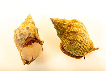 Two Rock snails (Thais haemastoma floridana) portrait, Gulf Specimen Marine Lab and Aquarium.