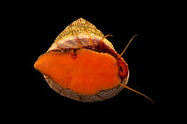 Jujube top snail (Calliostoma jujubinum), ventral view, Gulf Specimen Marine Lab and Aquarium.