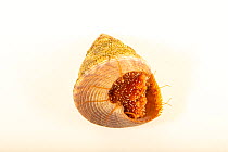 Jujube top snail (Calliostoma jujubinum) portrait, Gulf Specimen Marine Lab and Aquarium.
