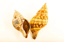 Two Banded tulip snails (Cinctura lilium) on white background, Gulf Specimen Marine Lab and Aquarium.