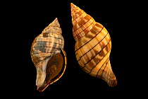 Two Banded tulip snails (Cinctura lilium) on black background, Gulf Specimen Marine Lab and Aquarium.
