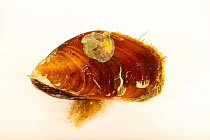 False tulip mussel (modiolus modiolus squamosus) on white background, Gulf Specimen Marine Lab and Aquarium, collected in St. Joe Bay, Florida, USA.