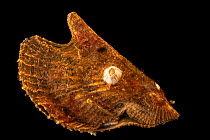 Atlantic wing oyster (Pteria colymbus) on black background, Gulf Specimen Marine Lab and Aquarium.