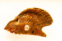 Atlantic wing oyster (Pteria colymbus) on white background, Gulf Specimen Marine Lab and Aquarium.