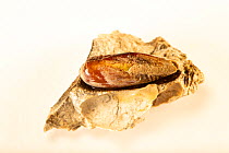 Mahogany date mussel (Lithophaga bisulcata) on rock that its bored into, Gulf Specimen Marine Lab and Aquarium.