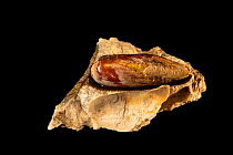 Mahogany date mussel (Lithophaga bisulcata) on rock that its bored into, Gulf Specimen Marine Lab and Aquarium.
