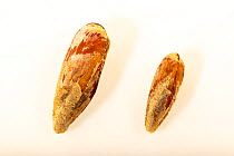 Two Mahogany date mussels (Lithophaga bisulcata) of different sizes on white background, Gulf Specimen Marine Lab and Aquarium.