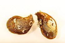 Two Hooked mussels (Ischadium recurvum), one with an Ivory barnacle (Balanus eburneus) attached to shell, Gulf Specimen Marine Lab and Aquarium.
