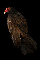 Northern turkey vulture (Cathartes aura septentrionalis), female, portrait, Miller Park Zoo. Captive.