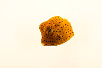 Smooth trunkfish (Lactophrys triqueter) portrait, on white background, Gulf Specimen Marine Lab and Aquarium.