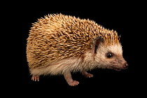 African pygmy hedgehog (Atelerix albiventris) portrait, John Ball Zoo. Captive, occurs Central and Eastern Africa.